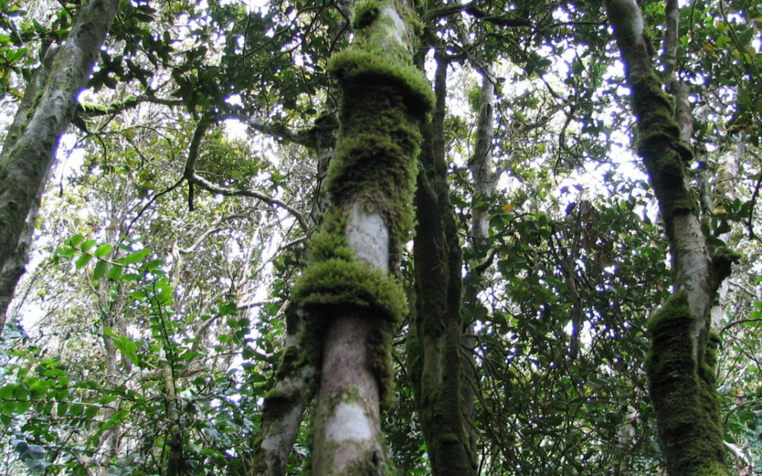 Naturaleza